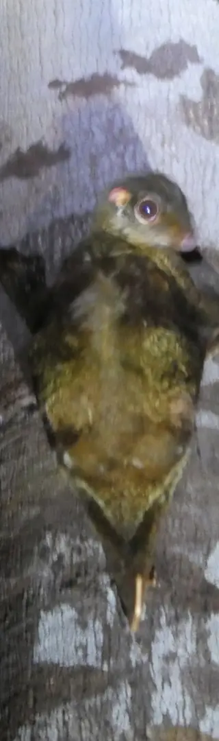 Weiter geht's mit speziellen Tieren